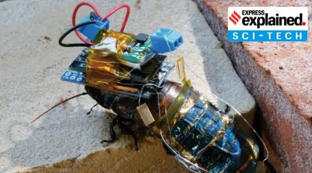 A photograph of the cyborg insect (Source: Nature)