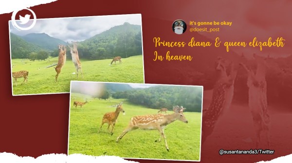 Deer boxing, viral video deer boxing, spotted deer boxing, viral video deer fight, kangaroo boxing, funny deer fight video, funny animal fight, Indian express