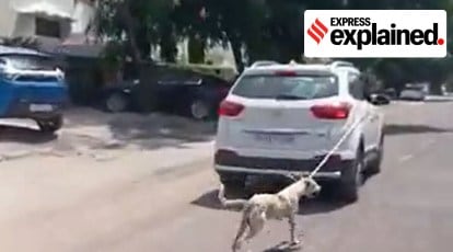 The law against animal cruelty, and the ridiculously low fines for  offenders | Explained News,The Indian Express