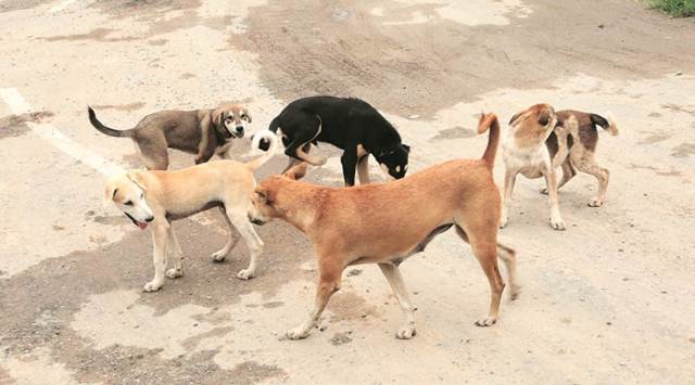 HC tells Kerala govt to contain dog menace | Thiruvananthapuram News ...