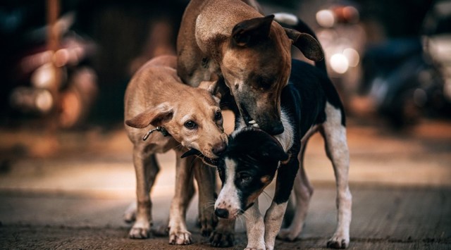 The SPCA also conducted the ‘Home for Homeless’ campaign to encourage the adoption of stray, abandoned animals on the eve of Diwali. (Representational/ Pixabay)