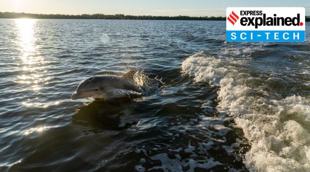 A dolphin swims along a boat in Ten Thousand Islands, off the coast of Everglades City, Fla., Dec. 2019.  (Erik Freeland/The New York Times)