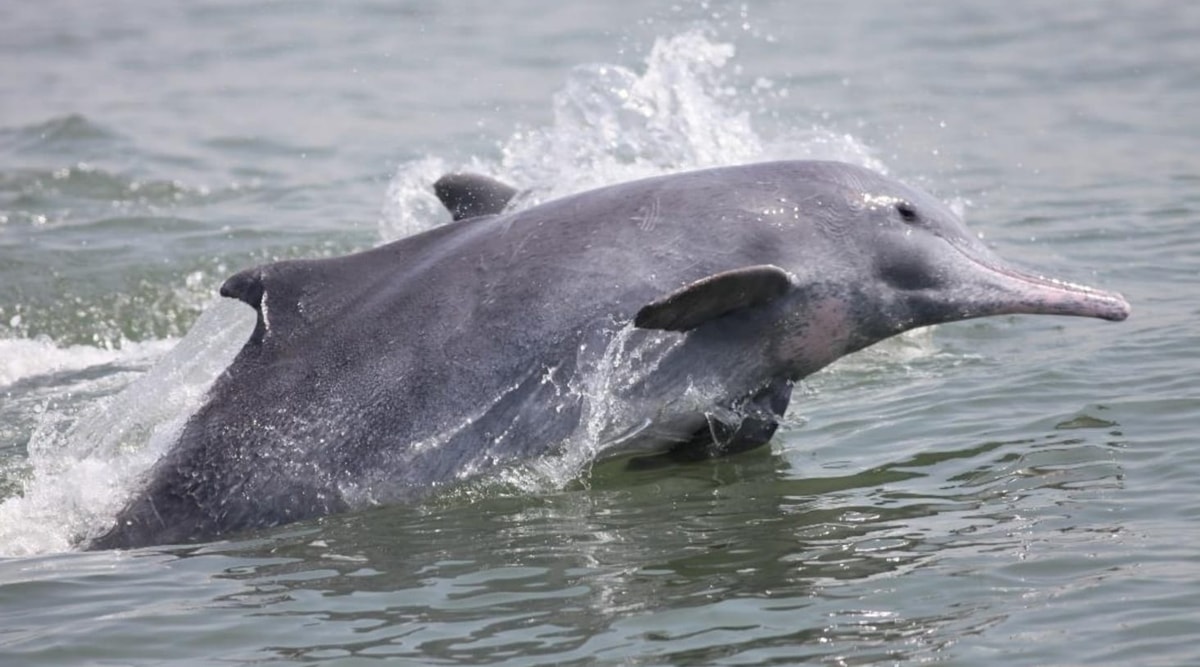 biodiversity, shrinking biodiversity, indian express