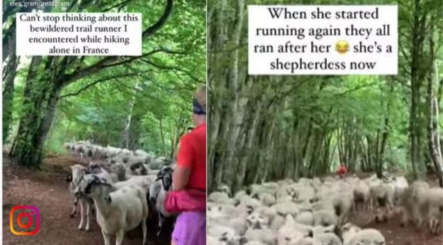 more than 100s of sheep follow runner, runner followed by sheep, sheep follow runner, hiker shares video, indian express