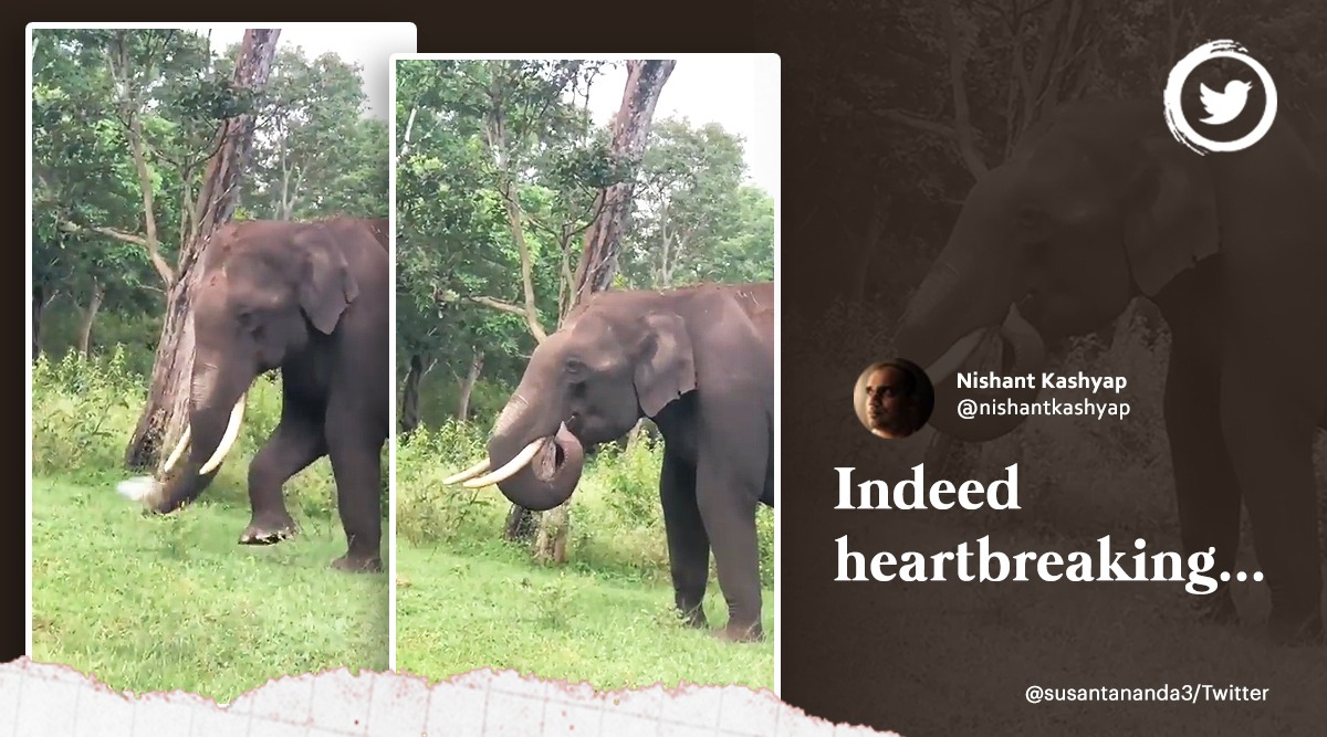 Elephant eats plastic, Elephant in Nilgiri hills chews on plastic, viral video elephant eats plastic bag, plastic pollution in forests, single use plastic waste disposal, indian express