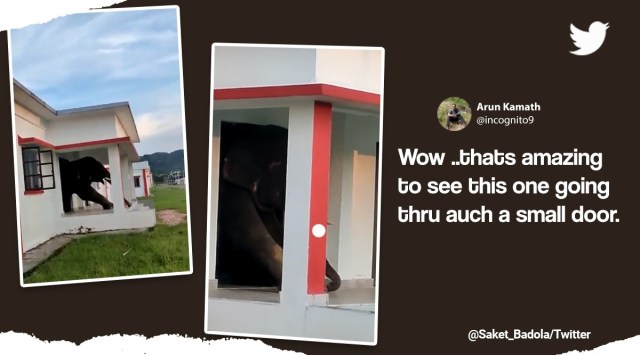 Elephant enters house, Elephant struggling to get out of building, Elephant enters building for food, Elephant raids office in search of food, Viral video elephant gets out of building, elephant videos, Indian express