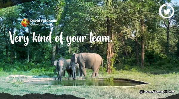 Elephants play at water hole, Elephant calf chill at water hole, Viral video elephants play at water hole, Elephant viral video, Indian express