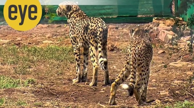 A new home in India for the Namibian cheetahs. (PTI Photo)