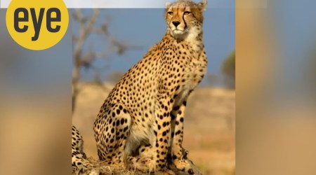 The Namibian cheetahs will first be put into a quarantine enclosure for a month before being moved into a five sq km-long enclosure, and then, finally, let out in the open jungle (Photo source: Wikimedia Commons)