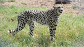 cheetahs modi