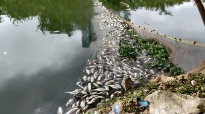 Bengaluru: Dead fish found floating in Haralur Lake for second