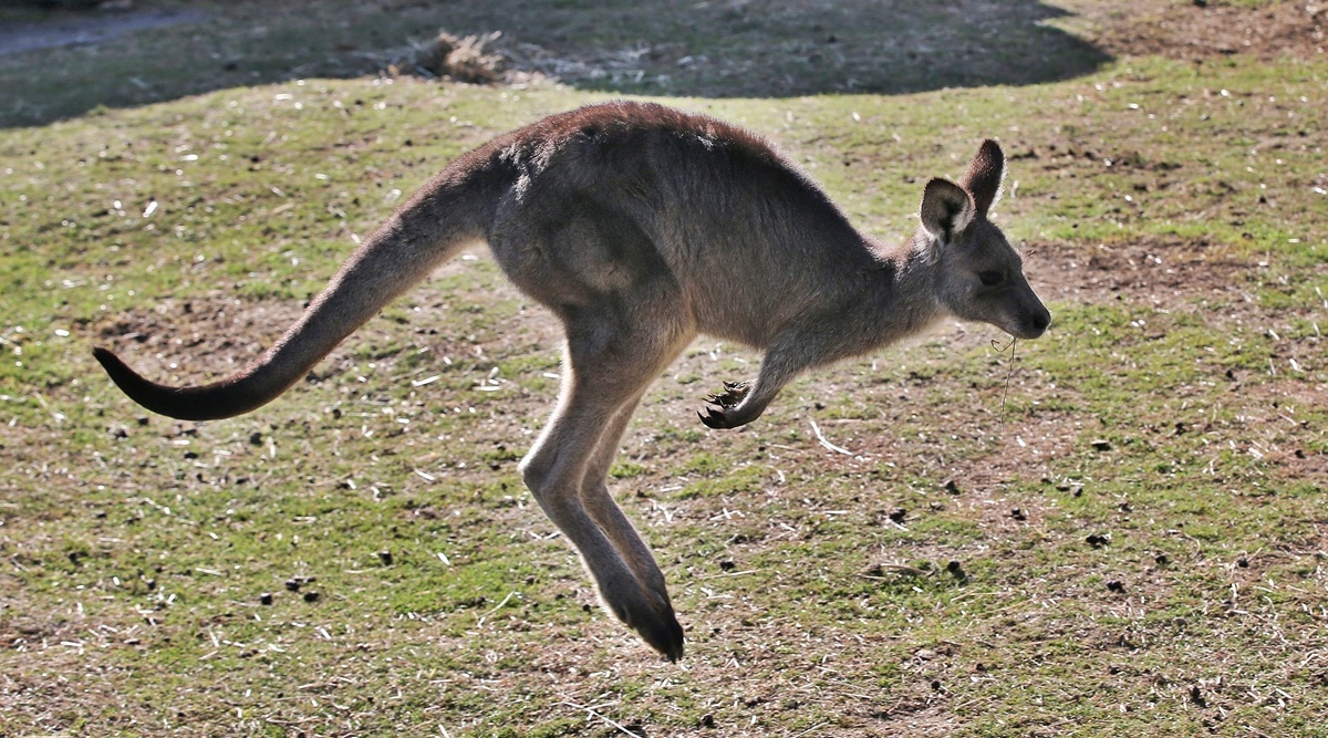 Australian man killed by kangaroo in rare fatal attack | World News ...