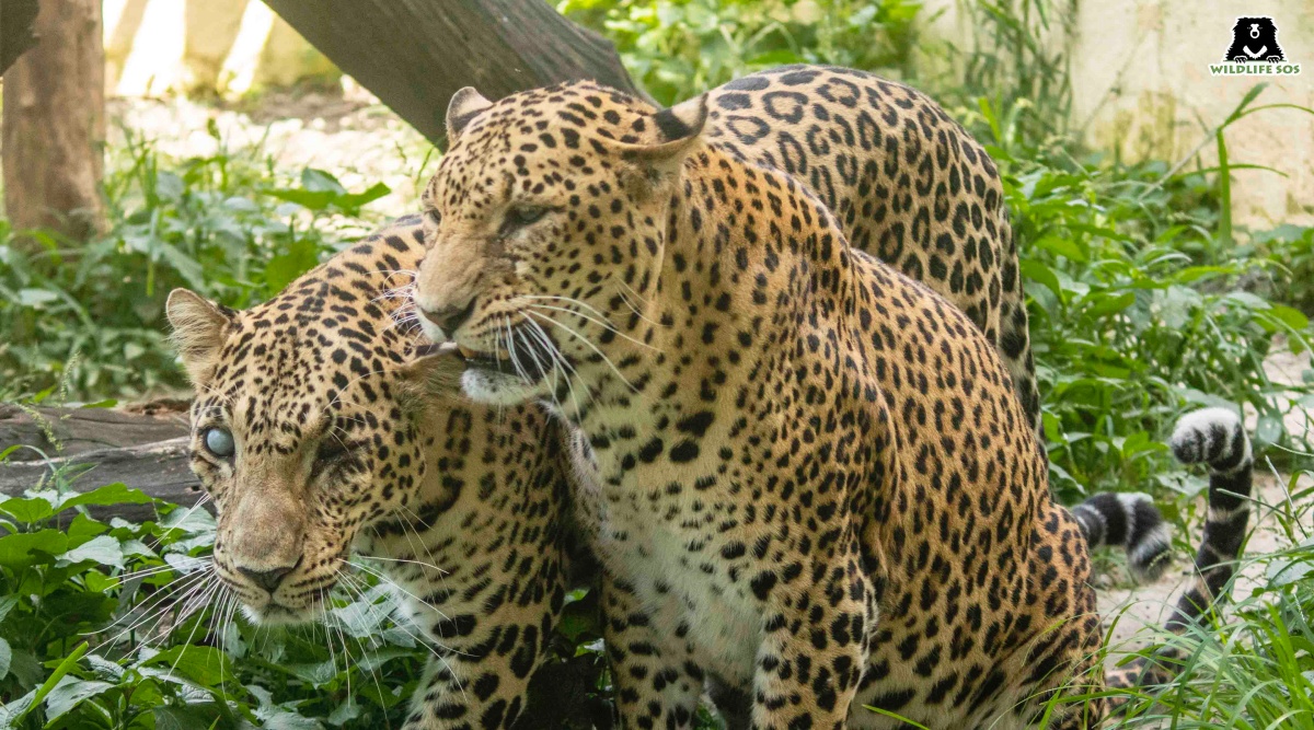 Rescued by Wildlife SOS, two male leopards share uncommon friendship