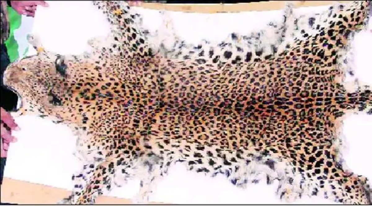 Nine people held with leopard skin in Navsari Surat News The Indian