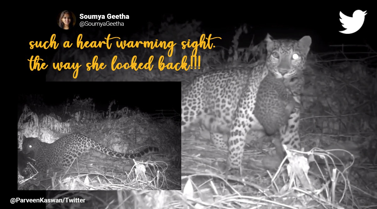 leopard reunites with cub, leopard cub reunites with mother, leopard video, leopard, indian express