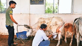 Rajkot, Rajkot Lumpy skin disease, gujarat Lumpy skin disease, Lumpy skin disease vaccine, Ahmedabad, Ahmedabad news, Gujarat, Gujarat news, Indian Express, India news, current affairs, Indian Express News Service, Express News Service, Express News, Indian Express India News