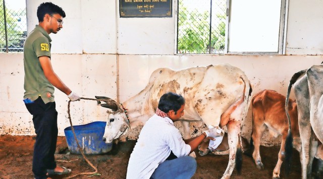 Rajkot, Rajkot Lumpy skin disease, gujarat Lumpy skin disease, Lumpy skin disease vaccine, Ahmedabad, Ahmedabad news, Gujarat, Gujarat news, Indian Express, India news, current affairs, Indian Express News Service, Express News Service, Express News, Indian Express India News