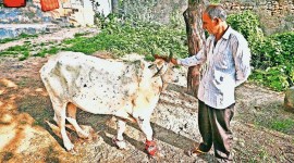 lumpy skin disease, Indian Council of Agricultural Research, lumpy skin disease vaccine, Indian Express, India news, current affairs, Indian Express News Service, Express News Service, Express News, Indian Express India News