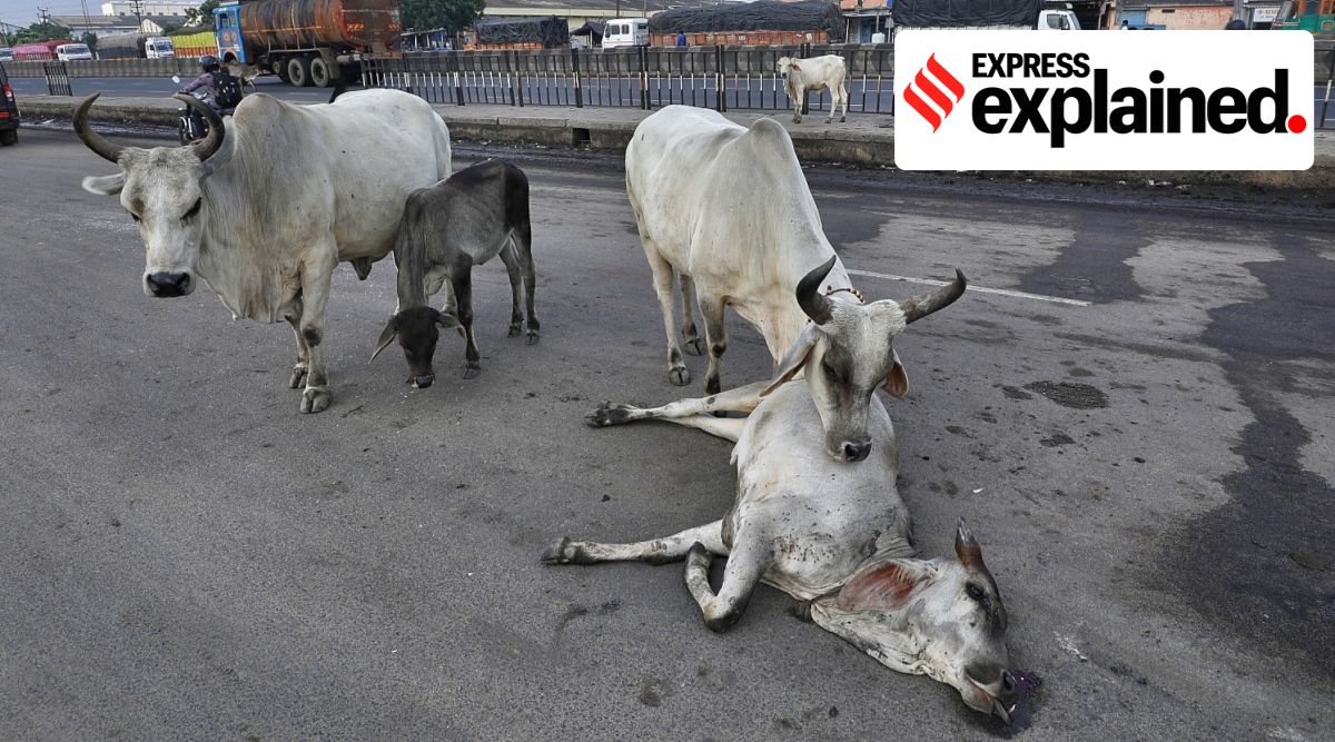How ICAR’s new vaccine against Lumpy Skin Disease, the viral infection killing India’s cattle, will work