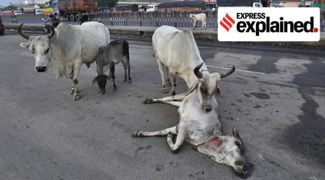 A carcass of a cow who succumbed to Lumpy Skin Disease seen in Gujarat. (Express Photo: Nirmal Harindran)