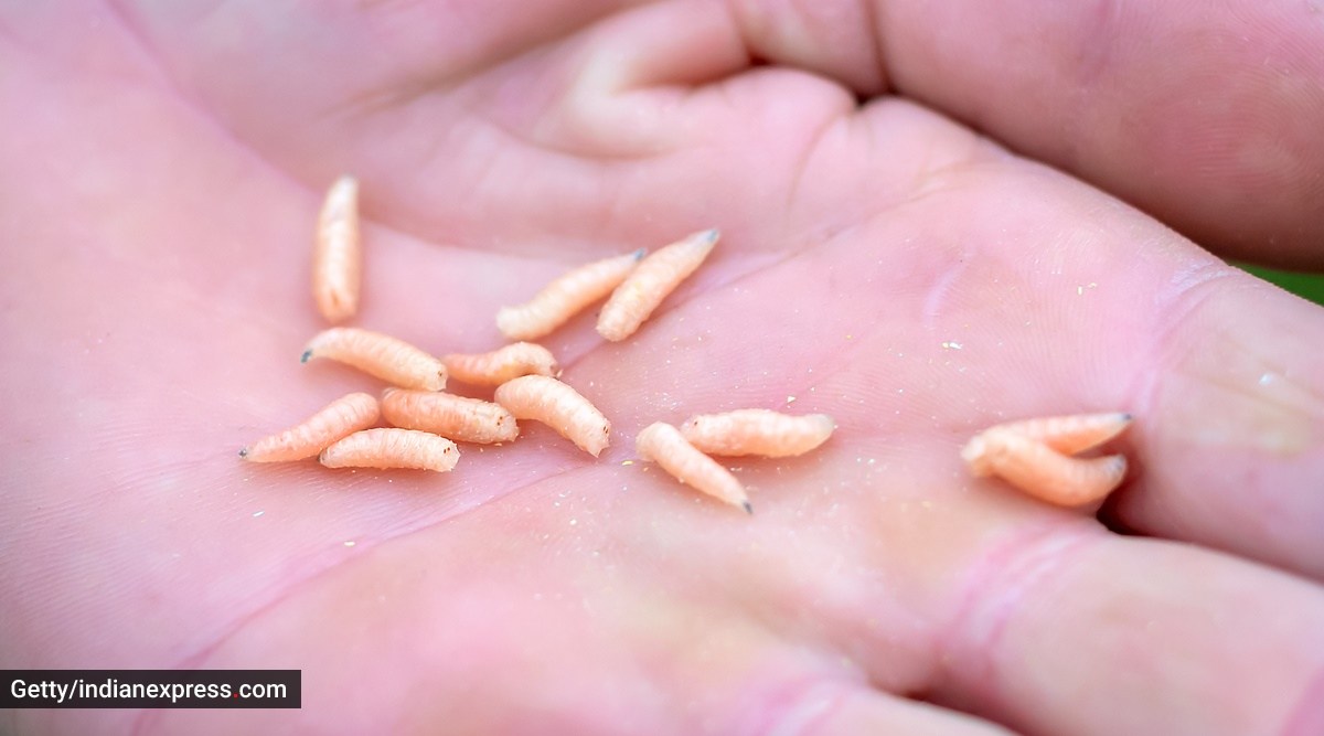 In a rare case, doctors remove 145 maggots from 65-year-old’s nose ...