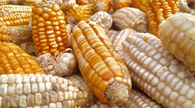 Experts said that maize, with less than one-third water requirement than rice, is a potential crop to diversify the area under kharif rice. (Representational image via Unsplash)