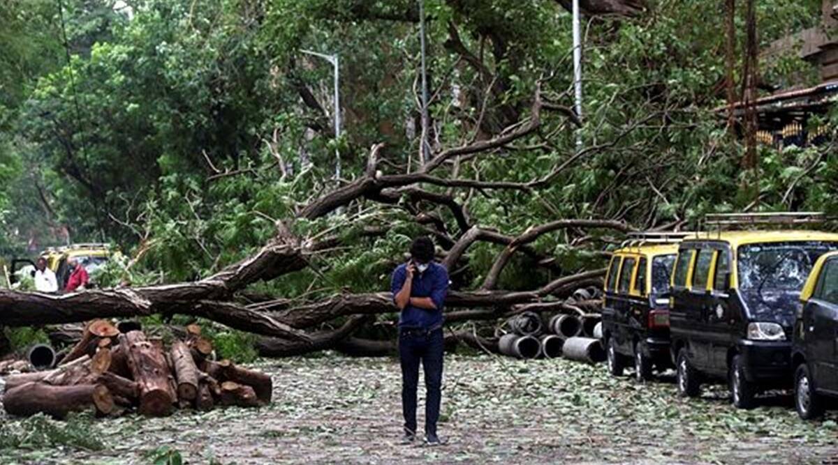 Delhi trees