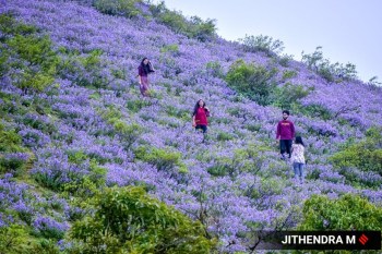 7 Flowers That Bloom All Year