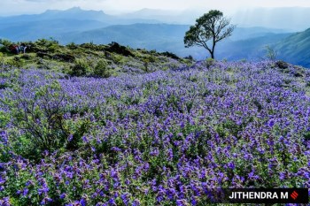 7 Flowers That Bloom All Year