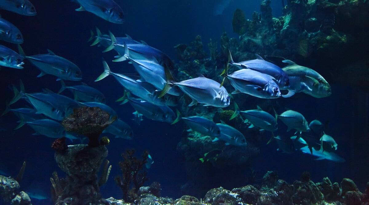 Ocean studies
