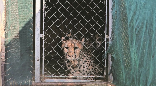 Cheetahs arrive today in their new home in Kuno, PM to release them ...