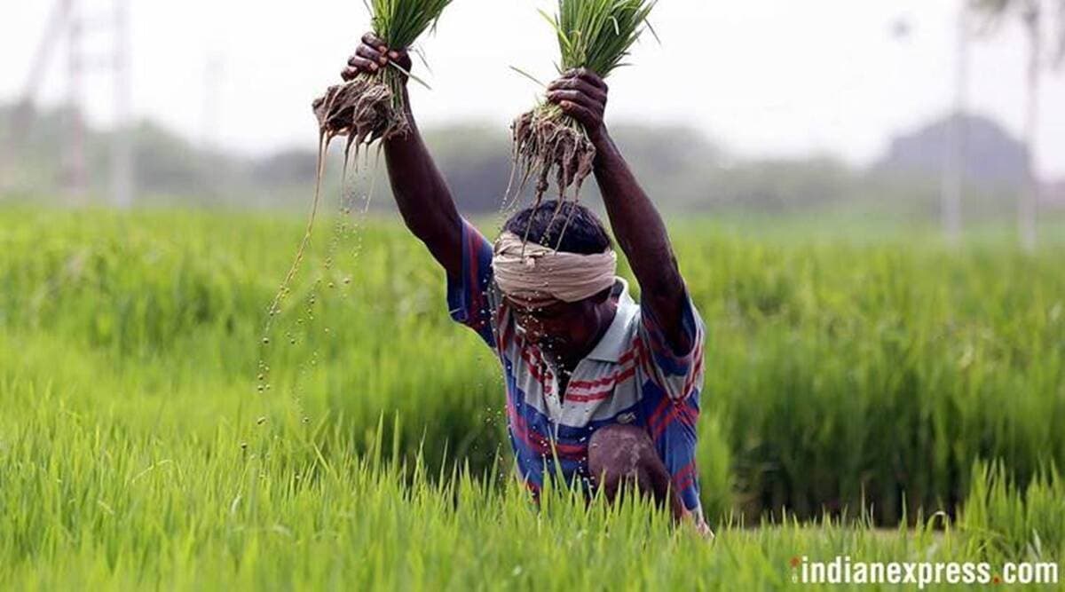 Kharif Rice Production To Drop By 6 Agriculture Ministry India News   Paddy 1 1 