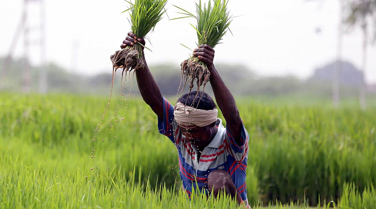 Hidden in stubble fire numbers, a story of farmers’ love for long duration paddy