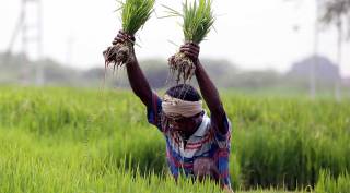 punjab framers, paddy, indian express