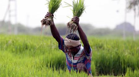 punjab framers, paddy, indian express