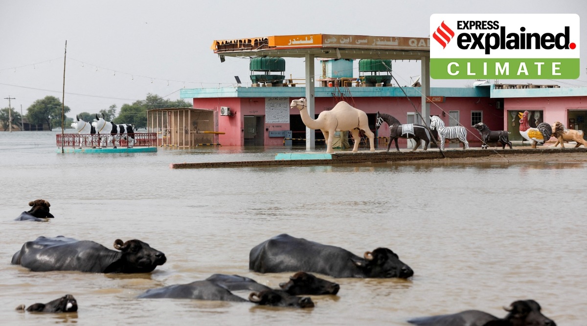 Buffaloes pass in front of a gas station amid flood water on the Indus highway, following rains and floods during the monsoon season in Sehwan, Pakistan September 13, 2022. (Reuters)