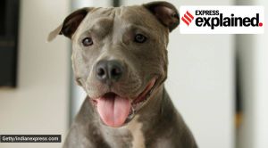Pitbull, the strong ‘bully breed’ of dog that has attacked many people around Delhi