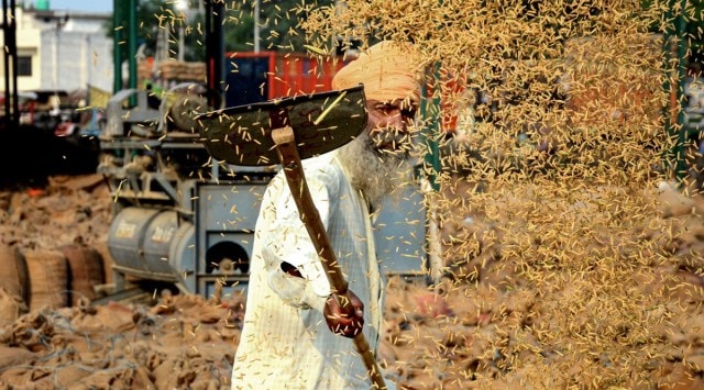 While the main harvesting season in the state will start from October 1, the recent rain may delay the harvesting by a week in several districts. (PTI photo)