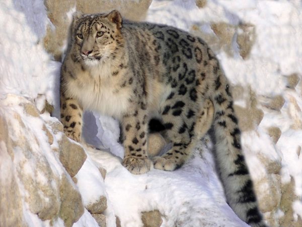 léopard des neiges