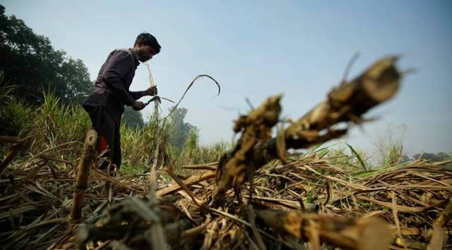 Easy access to water following a good monsoon encouraged farmers to opt for the cash crop in 2022-23, say officials.