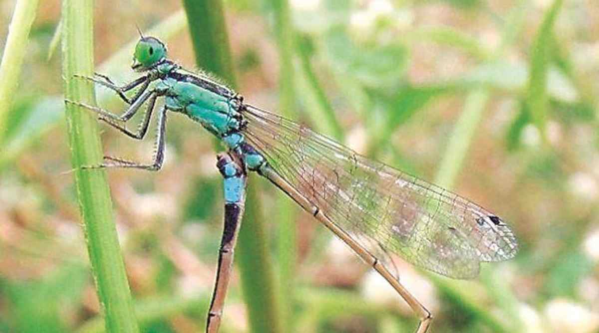 Buy Nymph Fly Online In India -  India