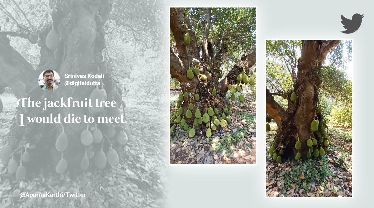 Legendary jackfruit tree Tamil Nadu, jackfruit tree Cuddalore Tamil Nadu, a 1000 fruiter jackfruit tree, most popular jackfruit tree India, 200 year old jackfruit tree India, indian express