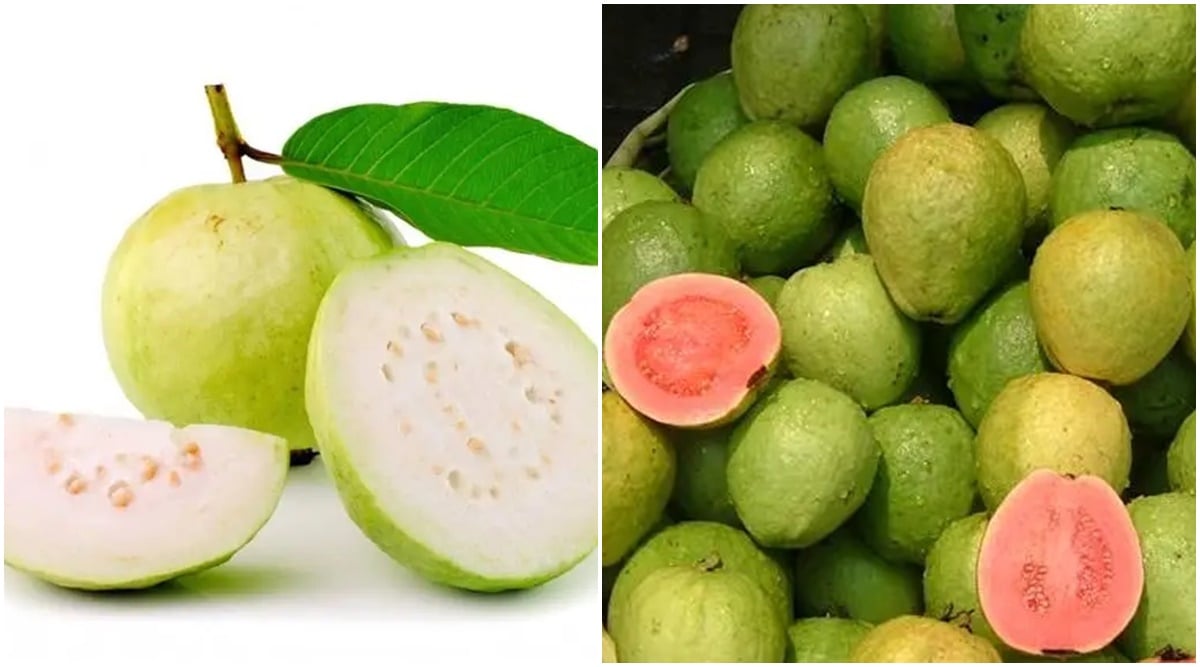 guava fruit