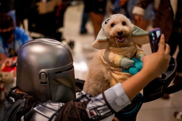 Pet in Halloween costume