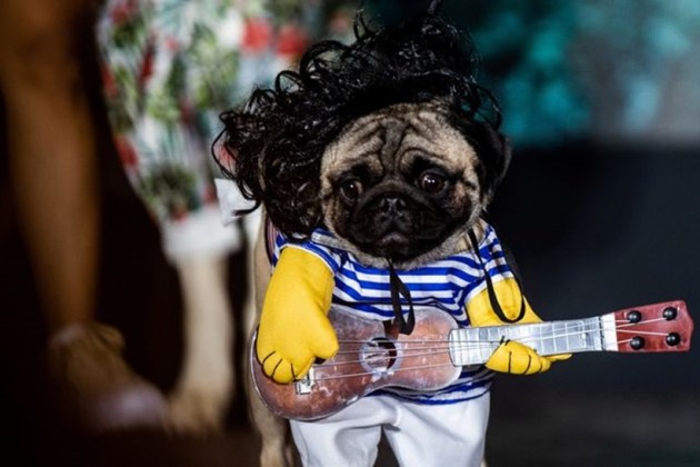 Pet in halloween costume