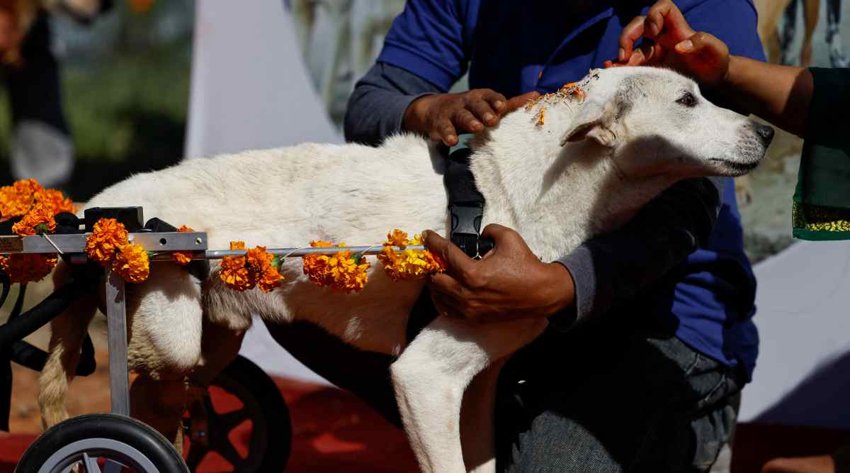 Dogs Get Their Day At Hindu Festival Dedicated To Them In Nepal | World ...