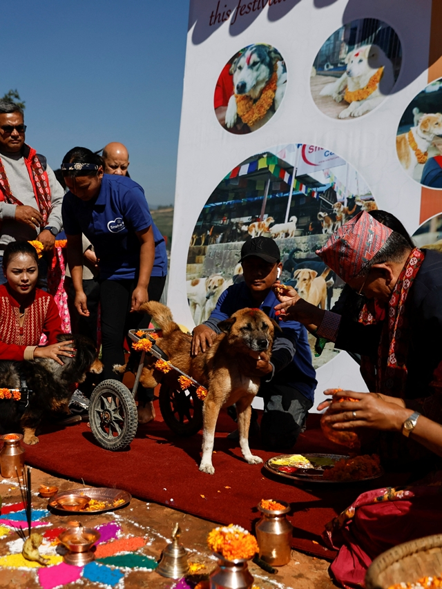 Kukur Tihar Nepal’s festival dedicated to dogs The Indian Express