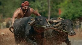 A still from the trailer of Kantara