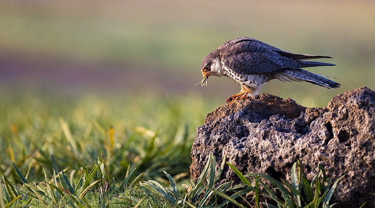 Amur falcons begin to arrive in Manipur after travelling over 20,000 km
