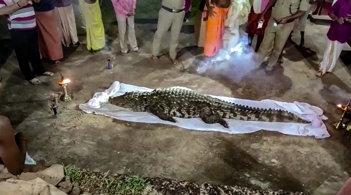 God's own crocodile: Kerala temple accords 'bhu samadhi' to Babiya | Cities  News,The Indian Express